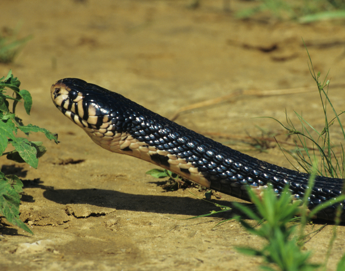 A close profile shot of a Forest cobra (Naja melanoleuca) slithering over mossy, wet terrain.