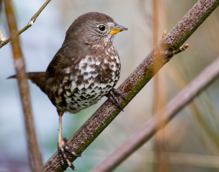 A heavily streaked fox sparrow perched on a bare twig.