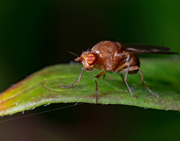 Microscopic view of a small, reddish-orange fruit fly perched on the edge of a bright green leaf. Its characteristic bright red compound eyes are fully visible.
