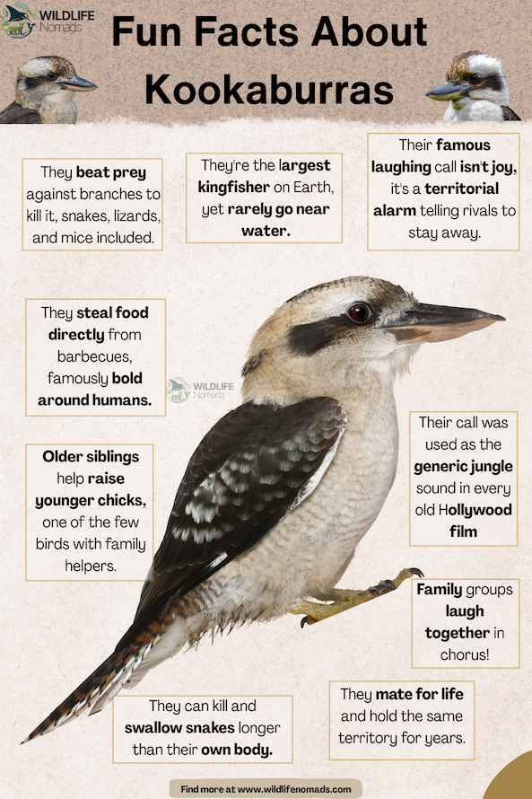a wildlife nomads infographic with a Kookaburra in the centre and text boxes around it