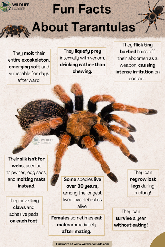 An educational infographic titled "Fun Facts About Tarantulas" featuring a central Mexican redknee tarantula surrounded by text boxes with biological facts. The facts highlight molting, prey liquefaction, urticating defense hairs, non-web silk usage, lifespan, limb regeneration, foot morphology, sexual cannibalism, and fasting abilities.