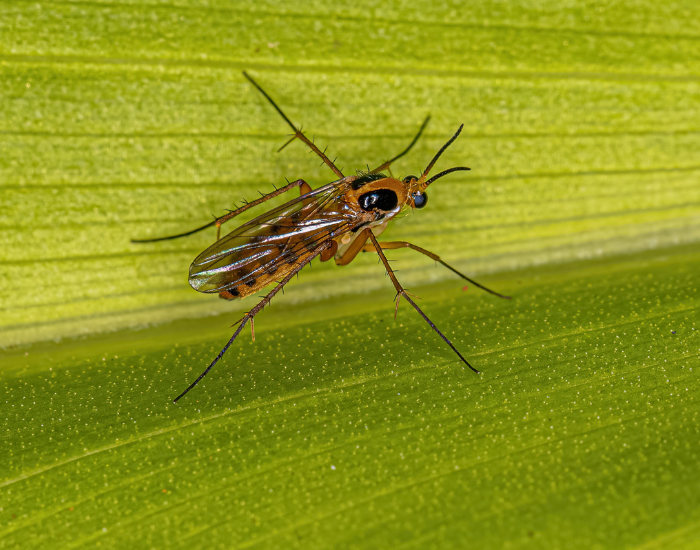A tiny, delicate fungus gnat with long legs and dark wings resting on a blade of grass. Its slender silhouette is framed by a bright green backdrop.