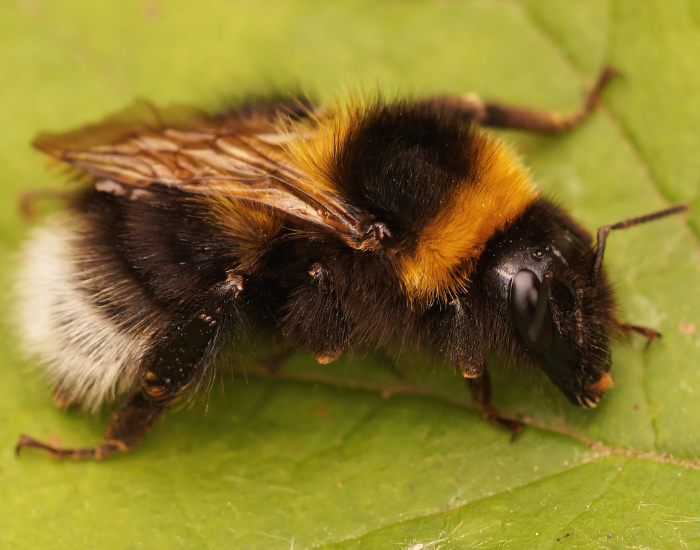 A garden bumblebee with black and yellow stripes perched on a green leaf.