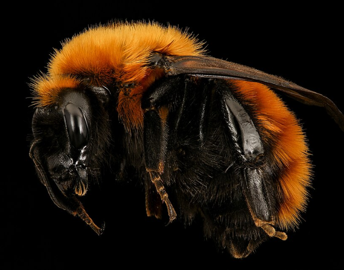 Close-up profile of a large, fuzzy orange-and-black giant Patagonian bumblebee against a dark background.