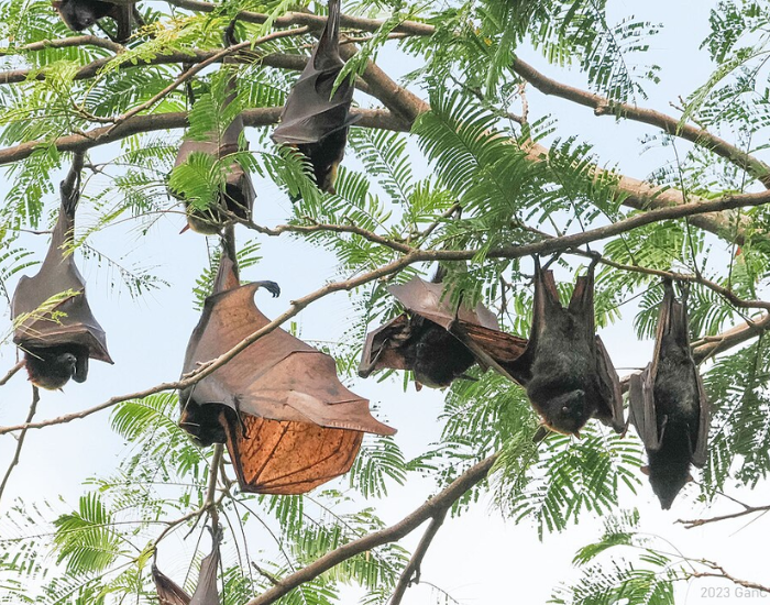 A group of giant golden-crowned flying fox hanging outdoors in a tree.