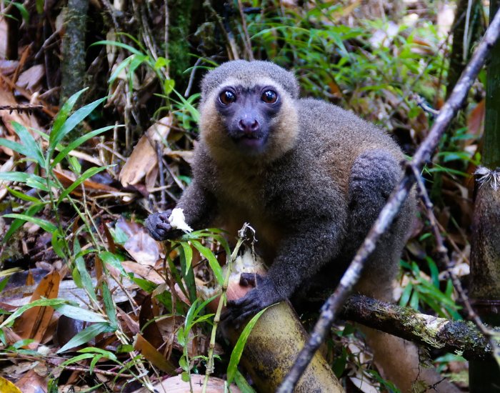 A golden bamboo lemur navigating through dense forest foliage.