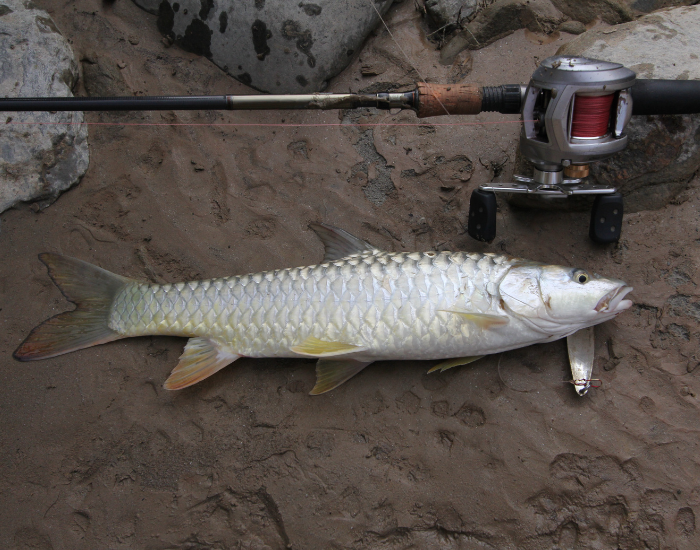 A long, light-colored Golden Mahseer lying on a flat surface outdoors.