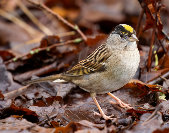 A golden-crowned sparrow with its distinct yellow stripe foraging among fallen autumn leaves.