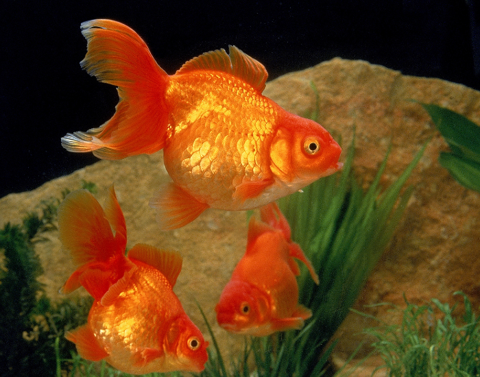 Two bright orange goldfish swimming against a dark aquarium backdrop.