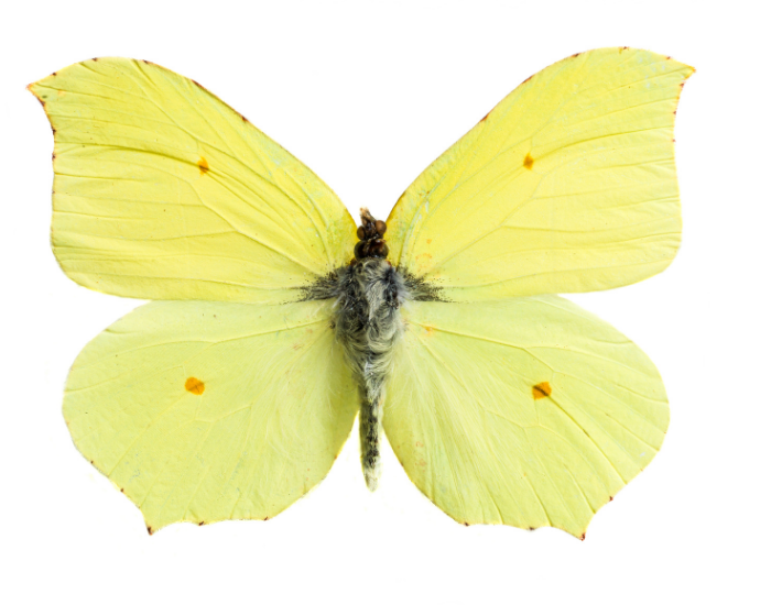 Top-down view of a bright yellow Cleopatra butterfly spread flat against a plain white background.