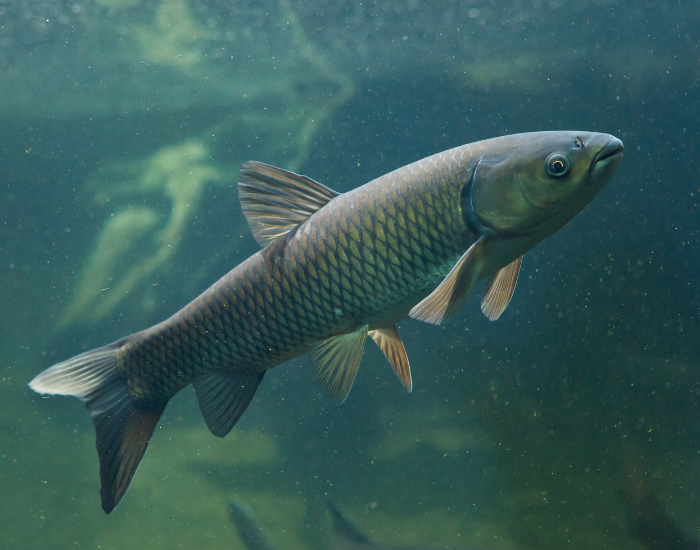 A sleek green-tinged grass carp swimming underwater.