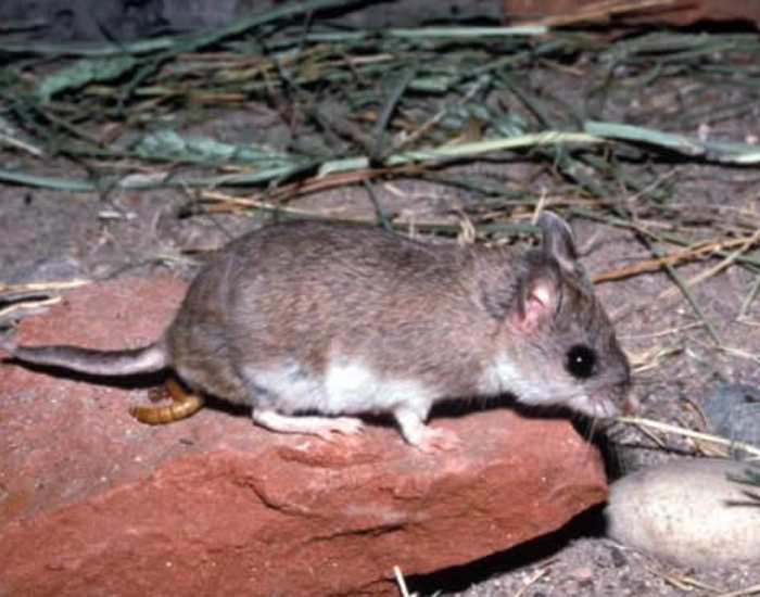 A small grasshopper mouse standing on a red rock next to a mealworm in a sandy area.