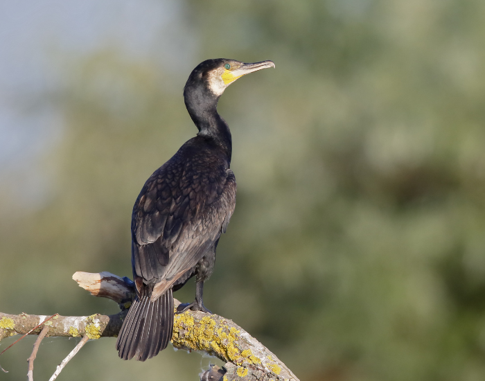 A great cormorant perched upright on a branch with soft foliage blurring in the background.