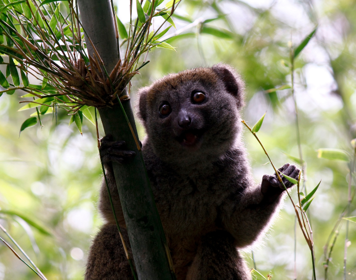A dark-furred greater bamboo lemur sitting upright on a bamboo stalk.