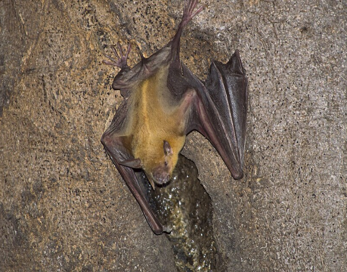 A greater bulldog bat clinging to a rocky surface.