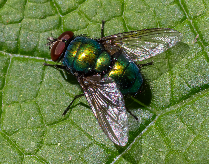 High-detail image of a green bottle fly with a brilliant metallic green body resting flat on a broad leaf.