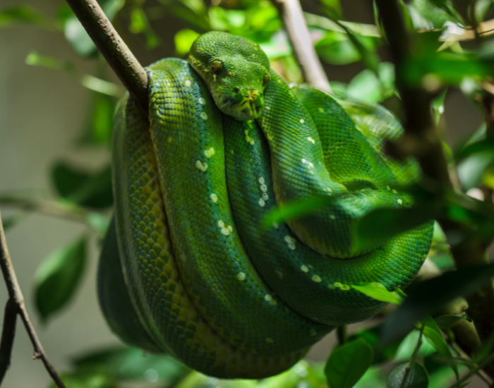 A bright green tree python tightly resting in a saddle position over a green leafy branch.