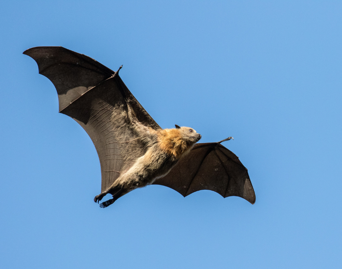 A grey-headed flying fox flying across a clear blue sky.