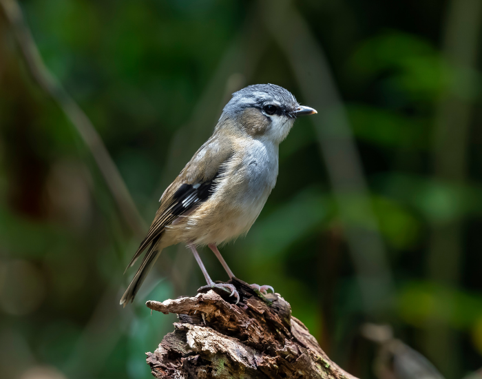 a Grey-headed Robin perched on a piece of wood in nature