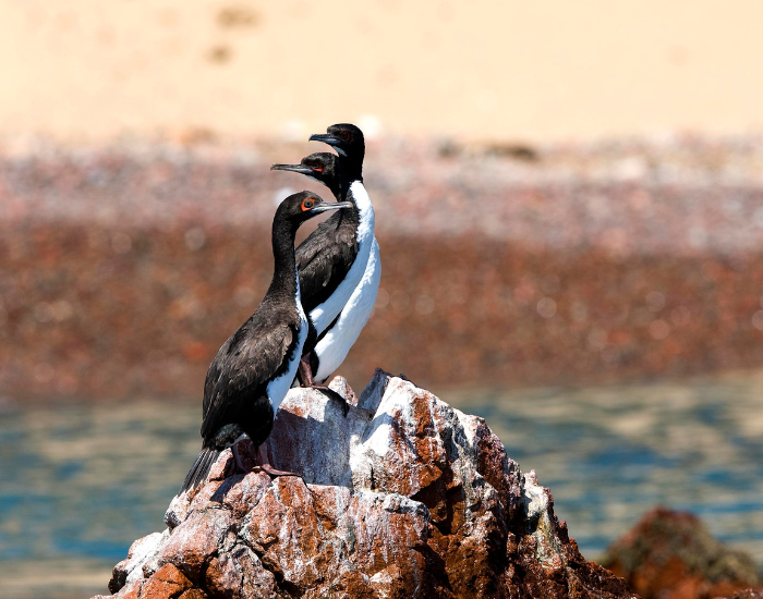 A group of Guanay cormorants with white chests resting on rocky terrain.