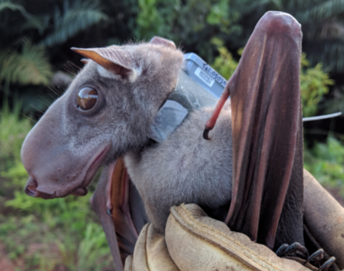 Close-up of a hammer-headed bat showing its distinct large head.