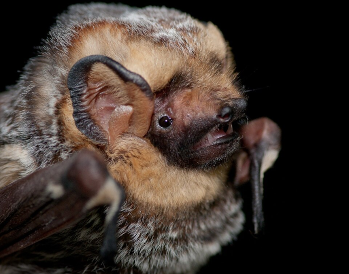Detailed shot of a hoary bat with dark fur and distinct facial features.