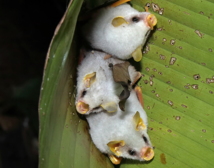 Tiny white Honduran bats roosting together under a leaf.