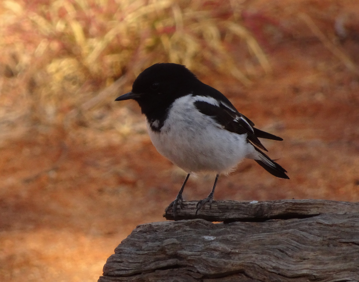 Black and white Hooded robin perched on a rock outdoors