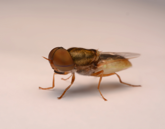 Profile shot of a brown horse fly resting on a neutral background, highlighting its broad head, sturdy body, and prominent eyes.