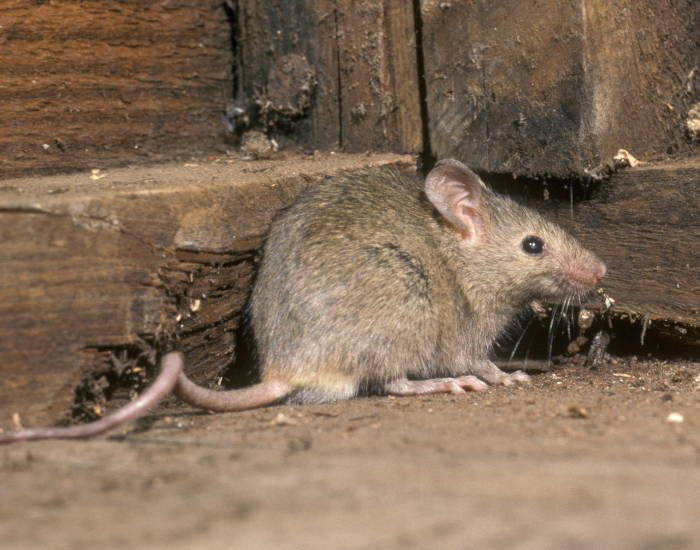 A light brown house mouse resting near a dark wooden beam with its long tail curled out.
