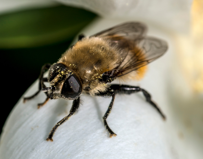 A hover fly with yellow-and-black striped markings mimicking a bee, perched on a white flower petal.