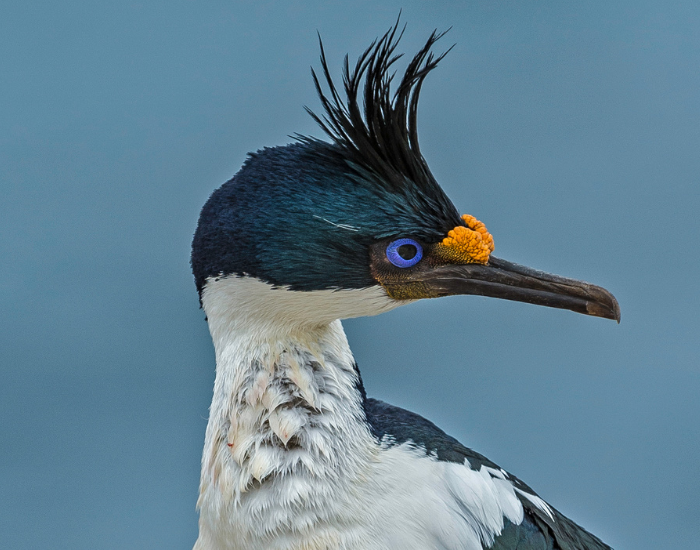 Head-shot of an Imperial shag displaying striking blue eye-rings and a dark crest.