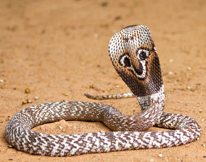 An Indian cobra (Naja naja) displays its prominent spectacle mark on its expanded hood over sandy soil.