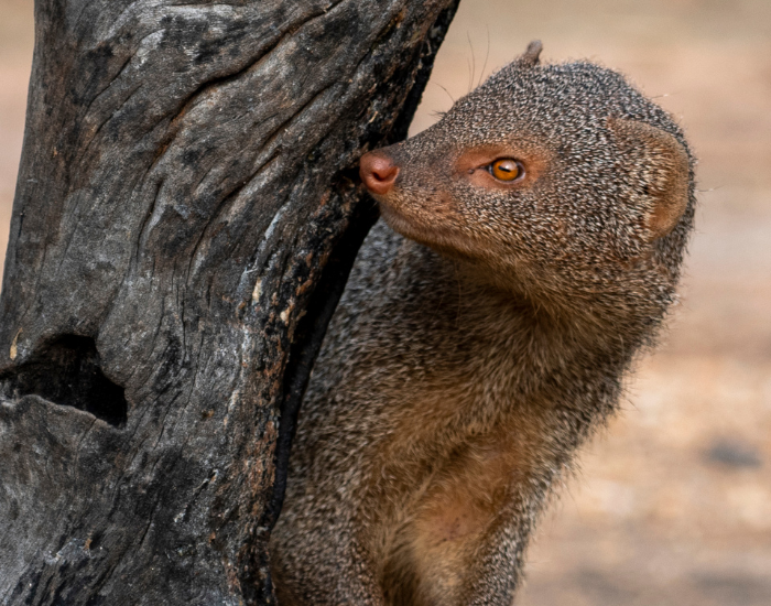 An Indian gray mongoose peeking out from behind a dark tree trunk.