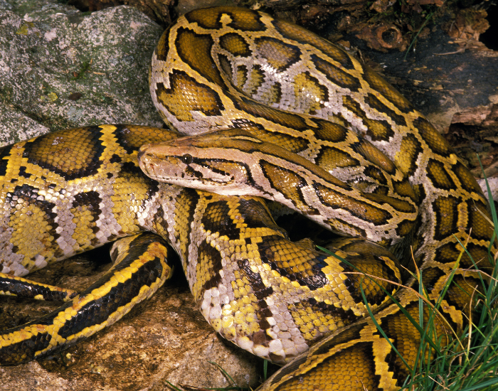 An Indian rock python displaying its intricate yellowish-brown reticulated scale patterns.