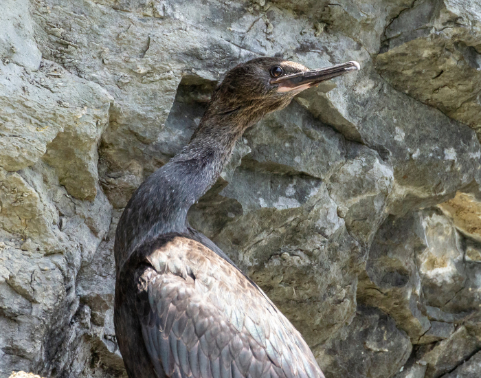 A Japanese cormorant leaning forward over gray coastal rocks.