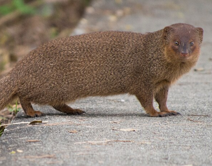 A slender brown Javan mongoose standing on a dirt road.
