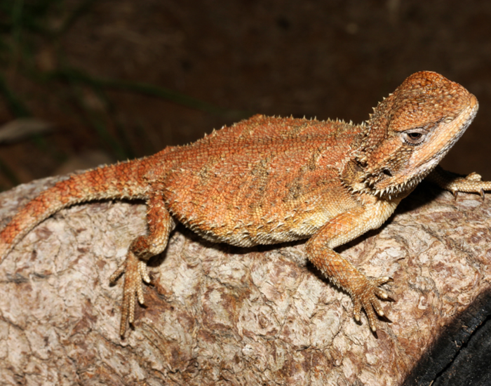 a Kimberley Bearded Dragon laying on a wooden piece with black background