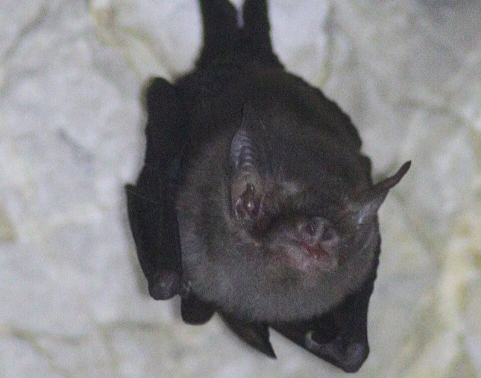 A small Kitti's hog-nosed bat clinging to a light surface.