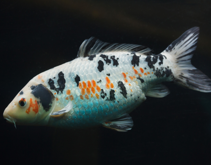 A colorful calico koi fish with black, white, and orange markings swimming in dark water.