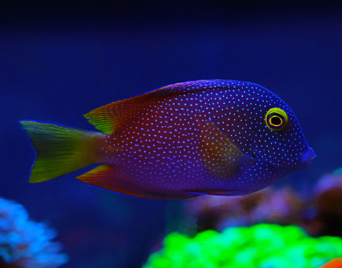 Deep reddish-purple surgeonfish highlighted by fine pale body stripes and a bright yellow ring around the eye. It is illuminated under actinic blue reef lighting.