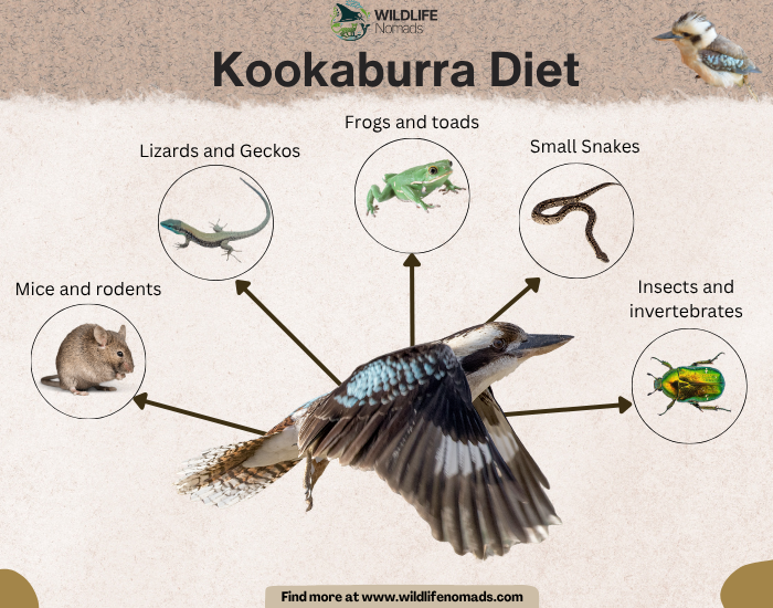 a wildlife nomads infographic with a Kookaburra showing its diet