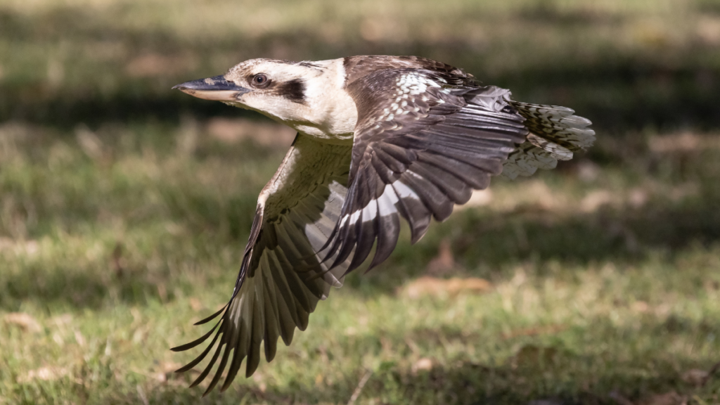 a Kookaburra flying on a grassland