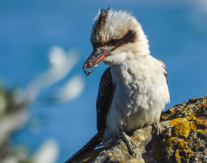 close up of a kookaburra with the ocean on the background