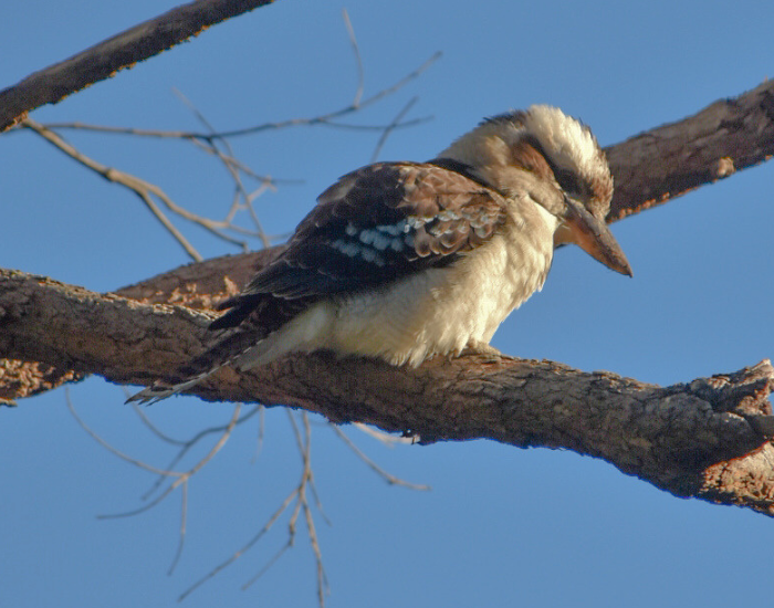 a photo by cesar medina of a kookaburra perched on a tree branch