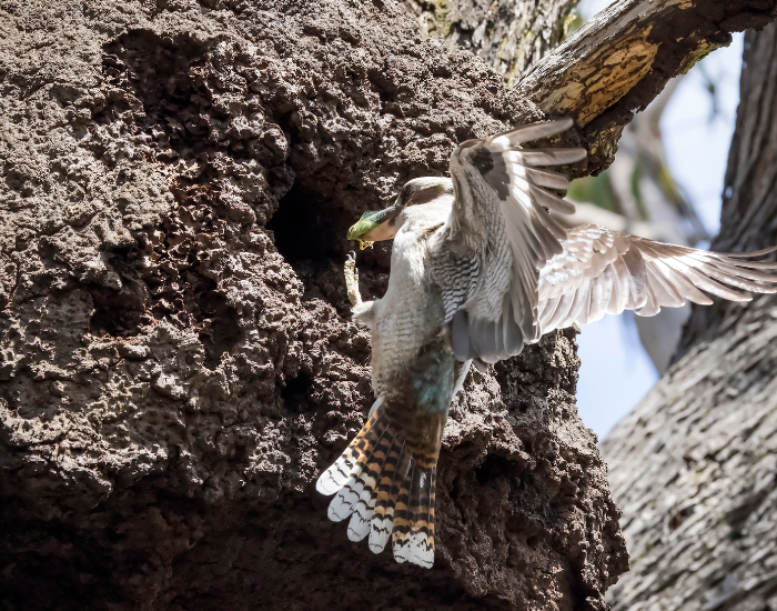 a kookaburra flying into a Termite Mound
