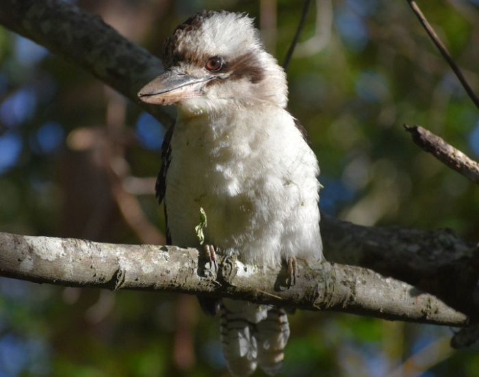 close up of a Kookaburra on an eucalyptus tree