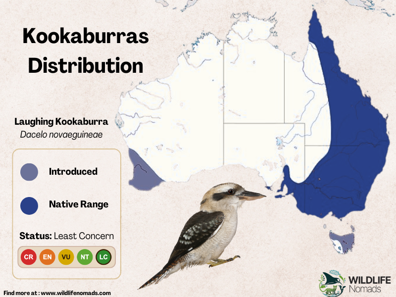 a map of australia showing the distribution of a kookaburra