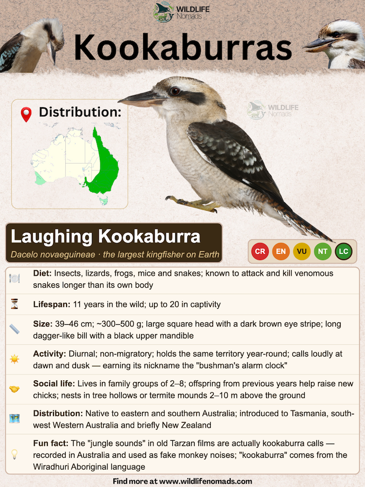 an infographic species profile about the Kookaburra showing important information