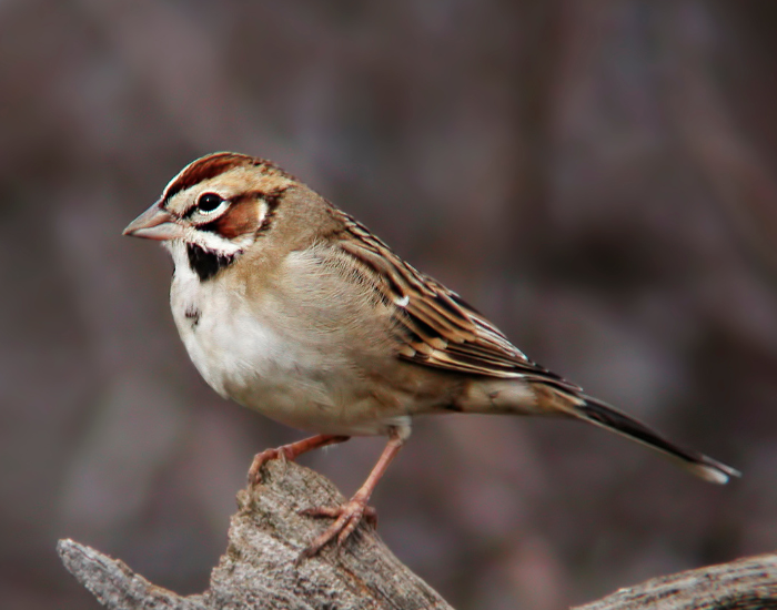 A lark sparrow with distinctive facial markings standing on a tree stump.